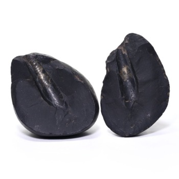 記念特価★ネパール産バキュリテス化石（原石ペアセット/289g）(24th-HIBAC-RF2890IS)