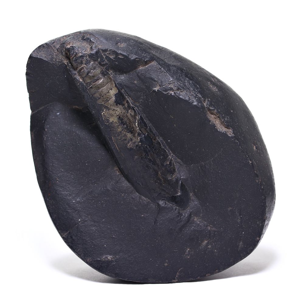 記念特価★ネパール産バキュリテス化石(原石ペアセット/289g)-slide-5