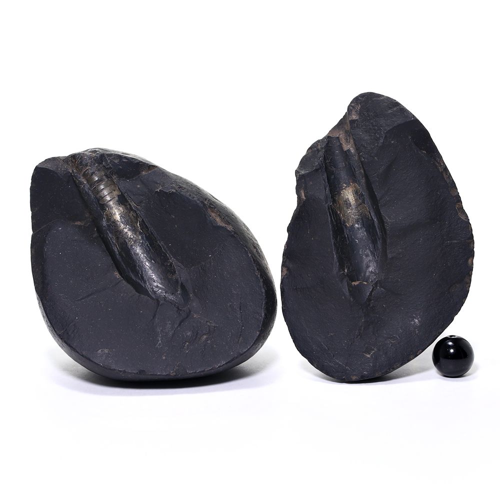 記念特価★ネパール産バキュリテス化石(原石ペアセット/289g)-slide-7