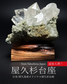 [12/11]屋久杉台座（追加入荷！）