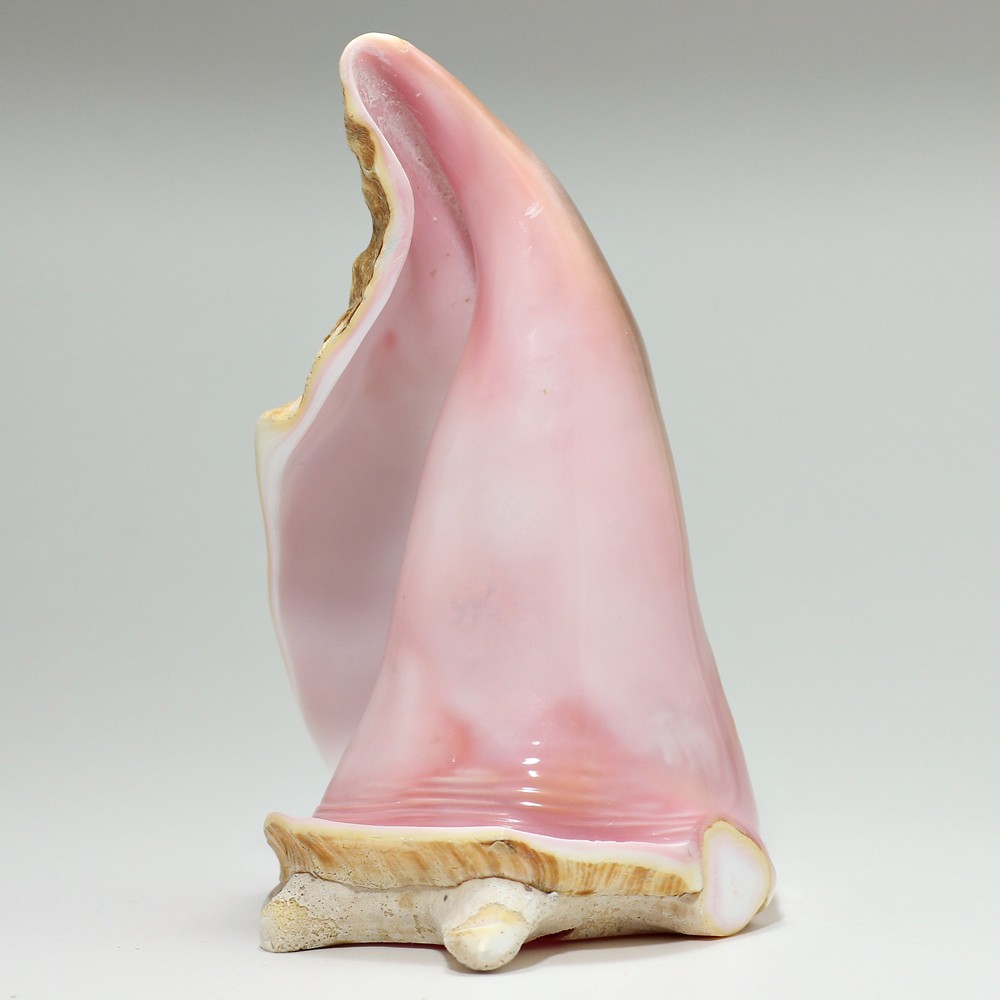 独創的 コンク貝 ピンク貝 ピンクコンク貝 オブジェ 法螺貝 貝殻