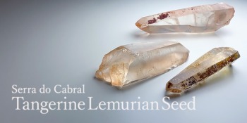 cat_lemurianseed_tangerine_ser