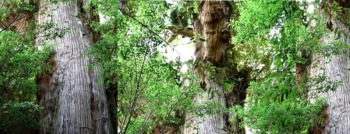 屋久杉台座の樹齢1000年の屋久杉写真